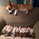 Illustration for article titled Những thông tin thú vị về Corgi Welsh – Giống chó chân ngắn siêu đáng yêuem/em